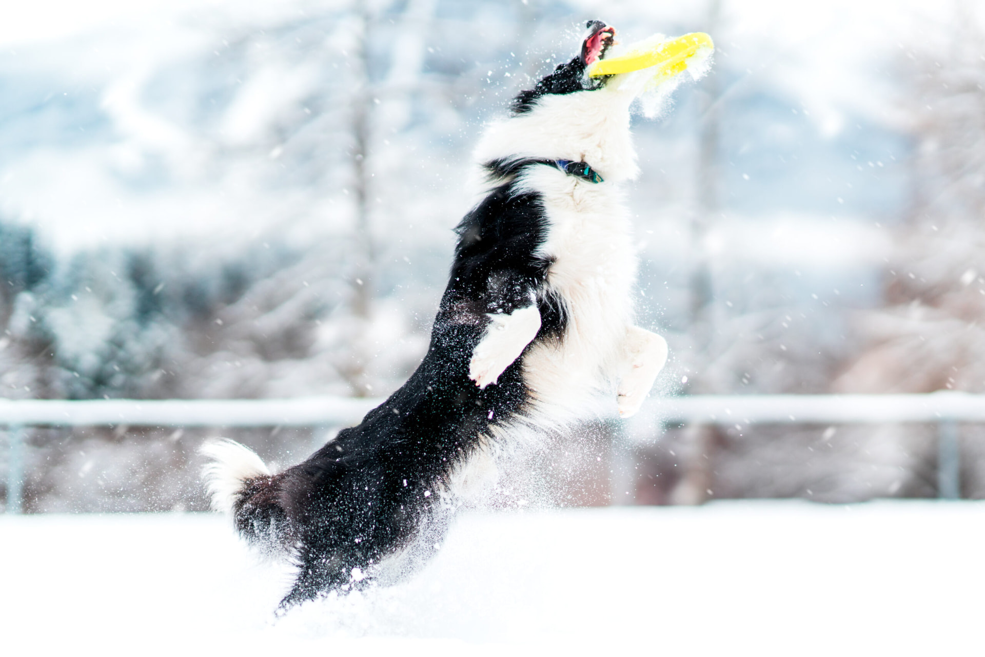 A black-and-white Border Collie leaping upright through the snow to catch a bright yellow disc