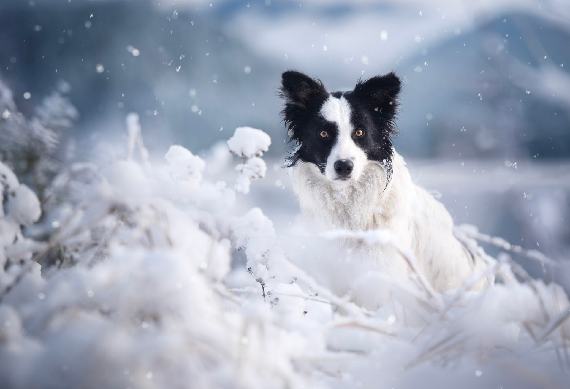 A black-and-white Border Collie standing calmly in deep snow among snowy plants, with soft mountains behind