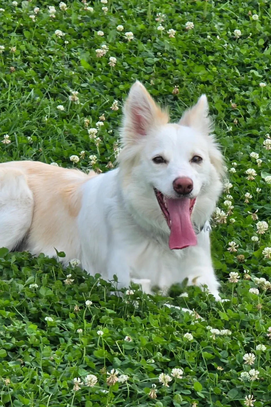 A happy fluffy cream-coloured dog resting in a patch of summer clover