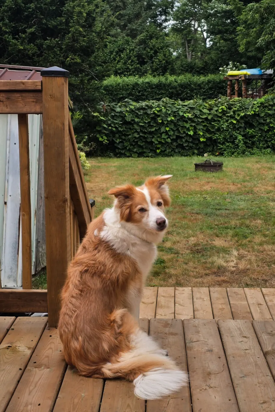 A red and white Border Collie relaxing on a wooden deck beside the garden