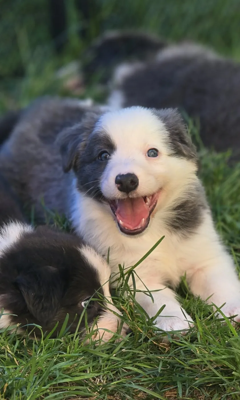 A bright-eyed Border Collie puppy enjoying a day in the grass