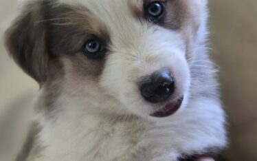 Learn which toxic dog shampoo ingredients to avoid and how to choose a truly puppy-safe shampoo. Discover the safest ingredients for puppies and what makes Wildlove Naturals different.