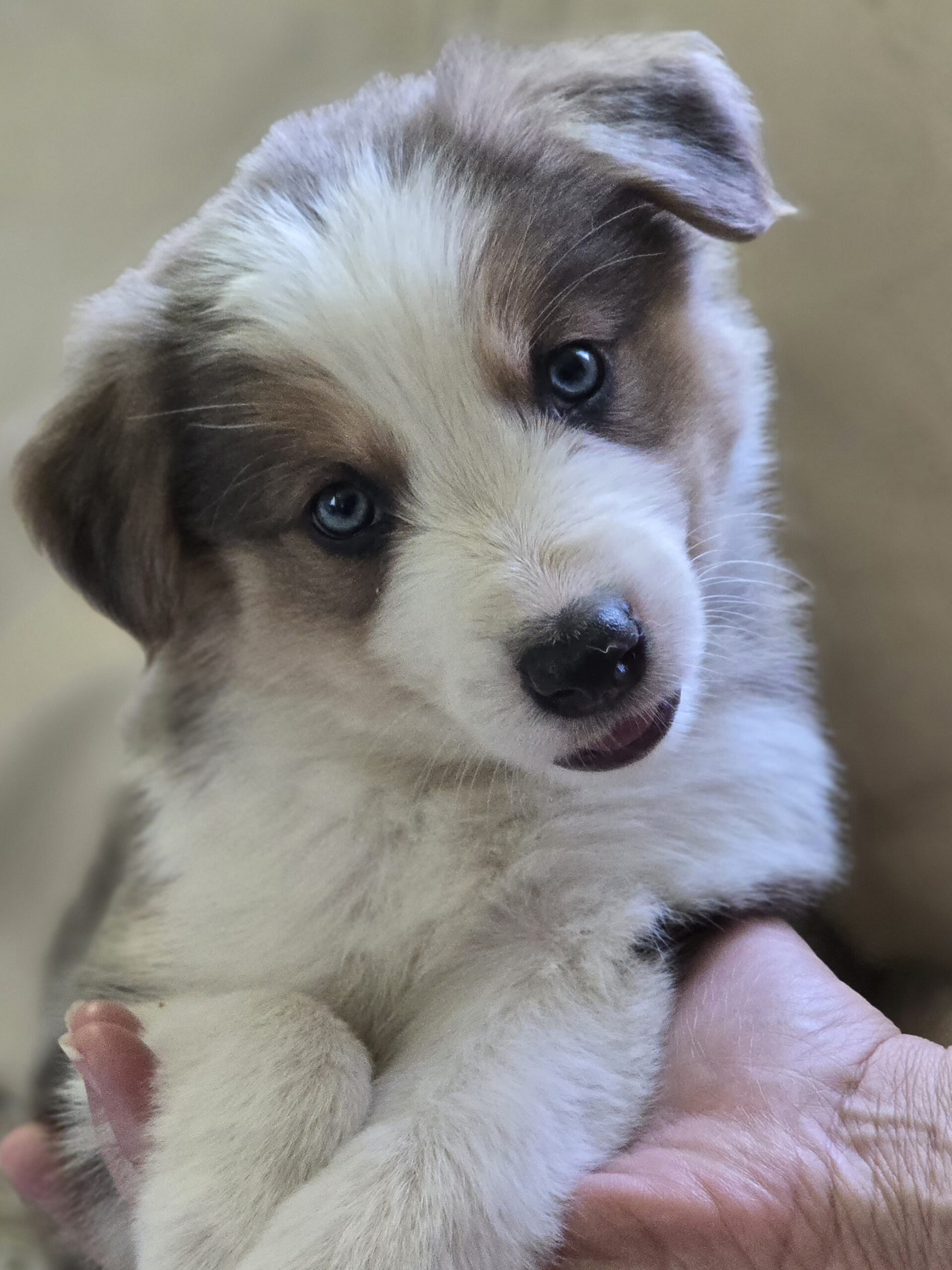 Learn which toxic dog shampoo ingredients to avoid and how to choose a truly puppy-safe shampoo. Discover the safest ingredients for puppies and what makes Wildlove Naturals different.